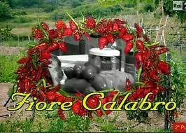 Fiore calabro